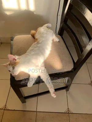 3-6 months Male Purebred Tabby