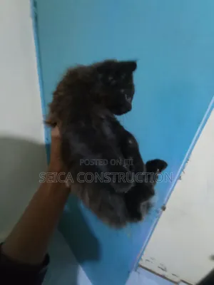 1-3 months Female Mixed Breed Cat