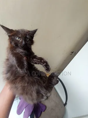 1-3 months Female Mixed Breed Cat