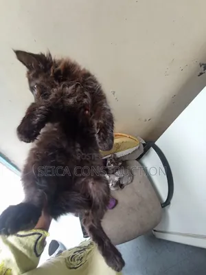 1-3 months Female Mixed Breed Cat