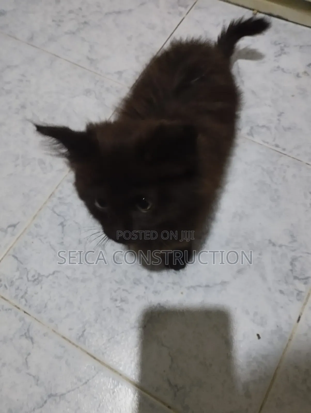 1-3 months Female Mixed Breed Cat