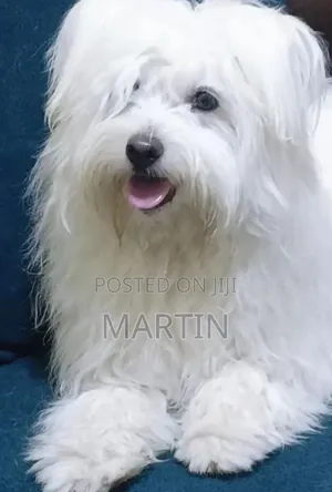 6-12 months Female Purebred Maltese