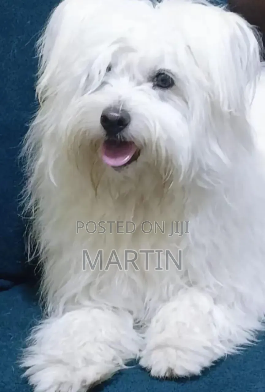 6-12 months Female Purebred Maltese