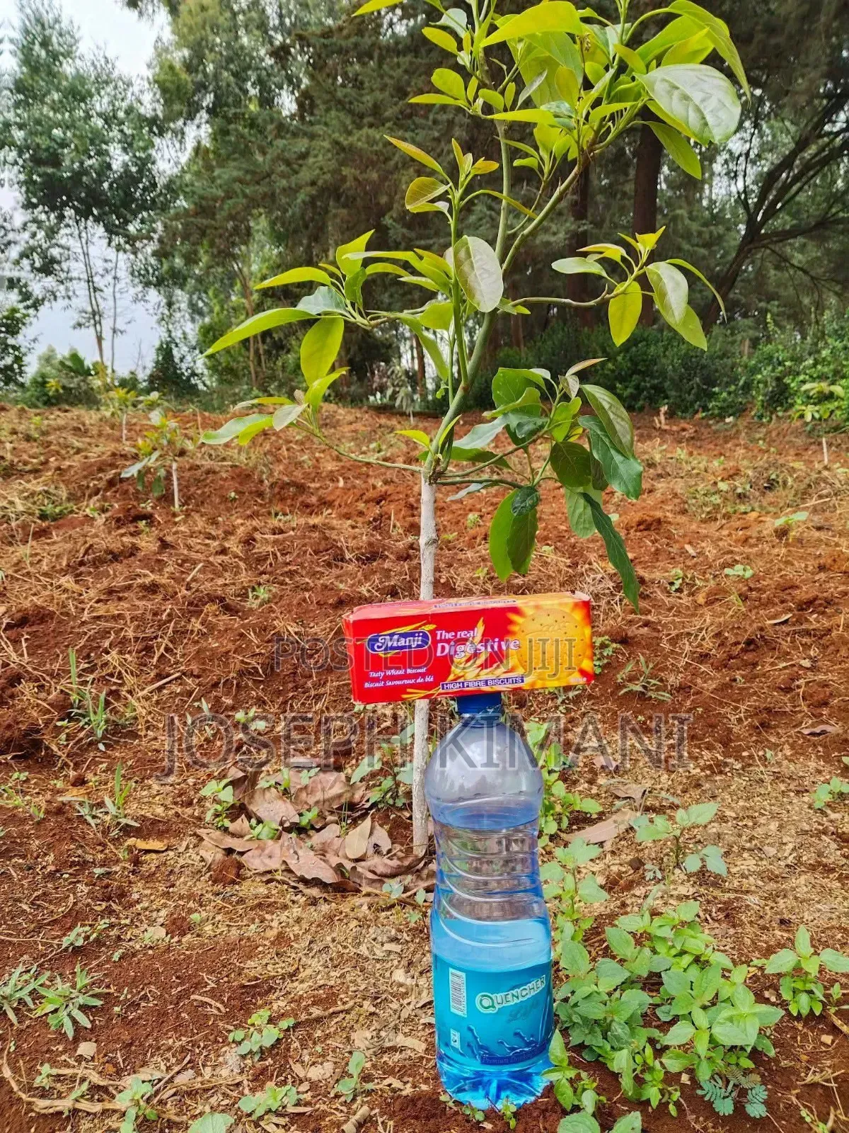 Big Size Hass Avocado Seedlings