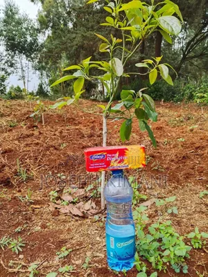 Big Size Hass Avocado Seedlings
