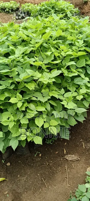 Red Raspberry Seedlings for Sale