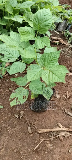 Red Raspberry Seedlings for Sale