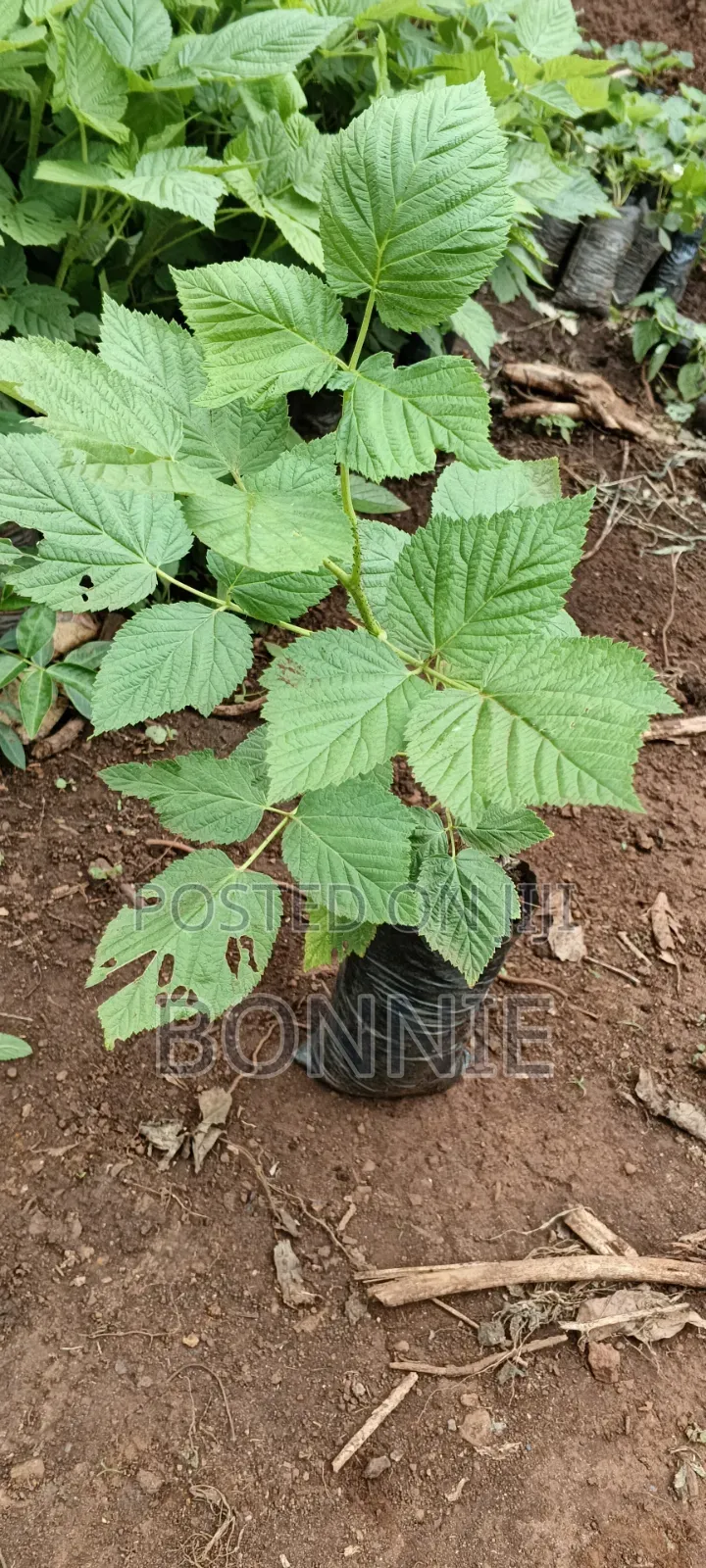 Red Raspberry Seedlings for Sale