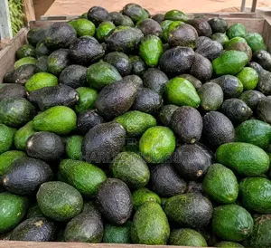 Fresh Farm's