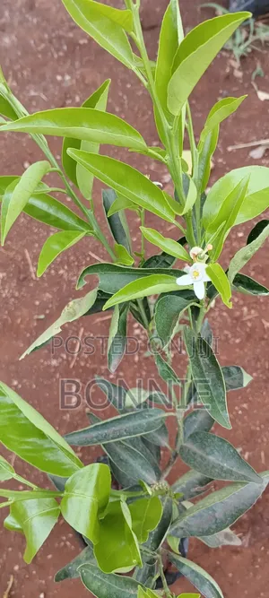 Grafted Clementine Seedlings