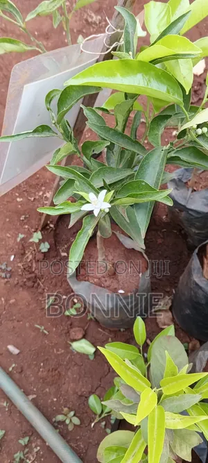 Grafted Clementine Seedlings