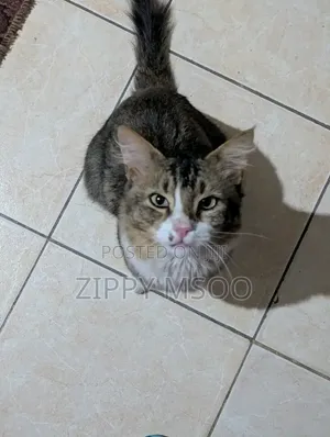 6-12 months Male Purebred Tabby