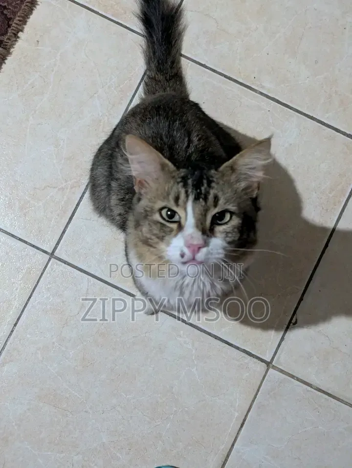 6-12 months Male Purebred Tabby