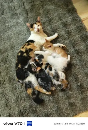3-6 months Female Purebred Tabby