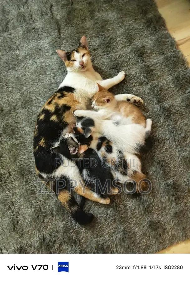 3-6 months Female Purebred Tabby