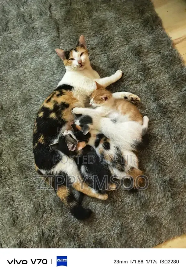 3-6 months Female Purebred Tabby