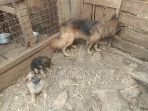 1-3 months Male Mixed Breed German Shepherd