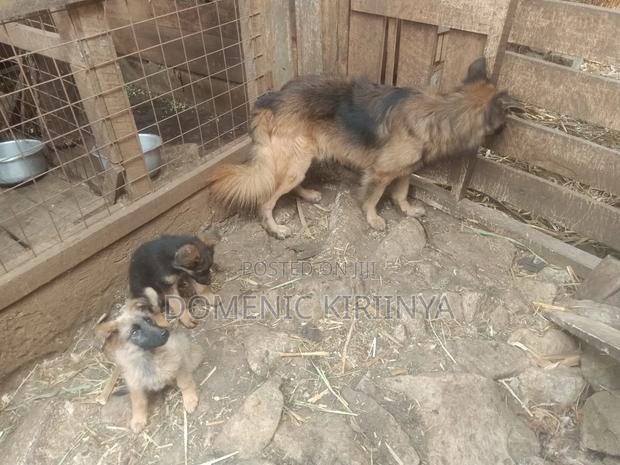 1-3 months Male Mixed Breed German Shepherd