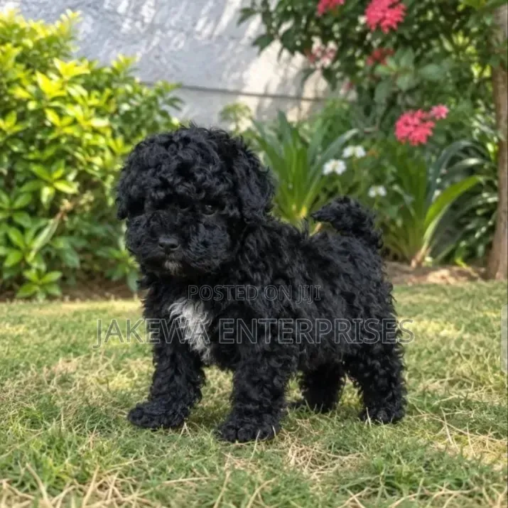 1-3 months Female Purebred Havanese