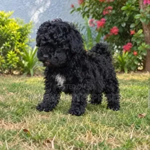 1-3 months Male Purebred Havanese