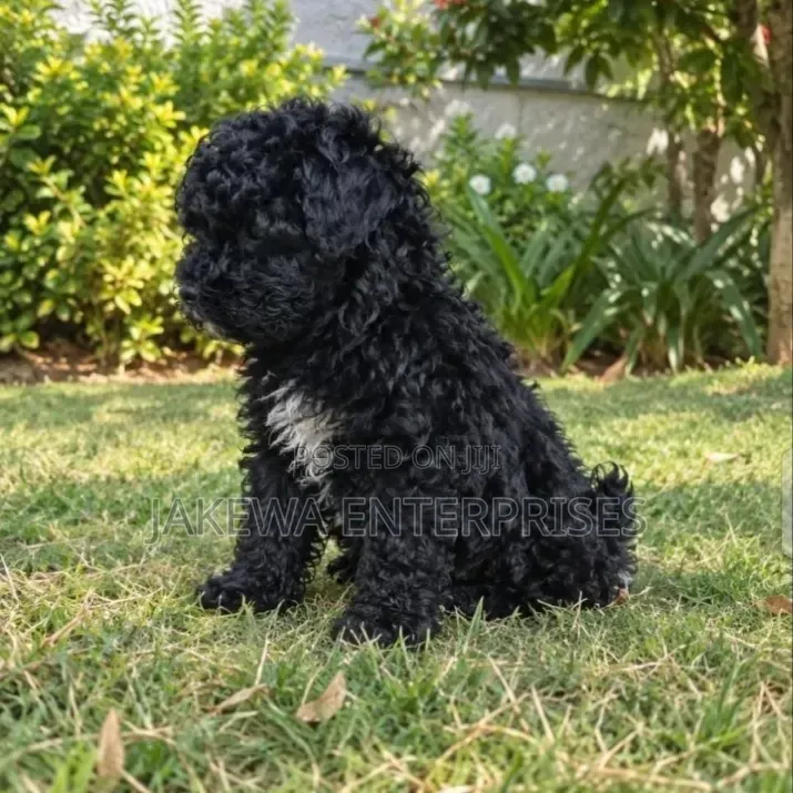 1-3 months Female Purebred Havanese