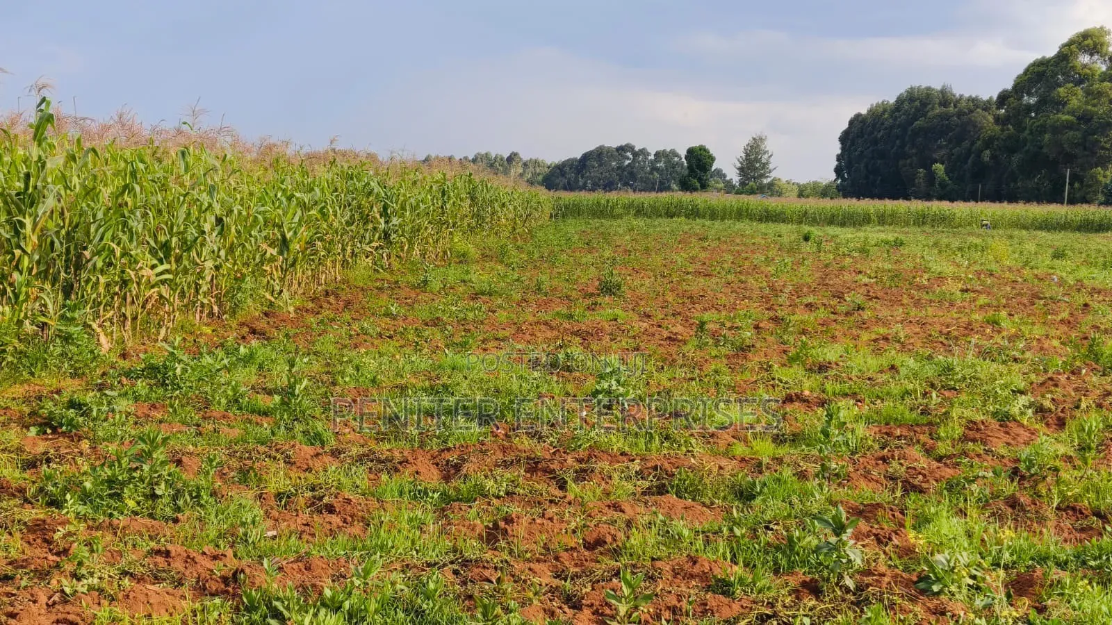 Leasing 2000acres