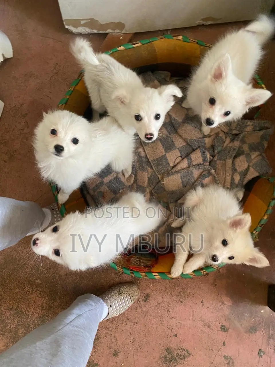 0-1 month Male Mixed Breed Japanese Spitz