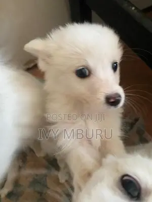 0-1 month Male Mixed Breed Japanese Spitz