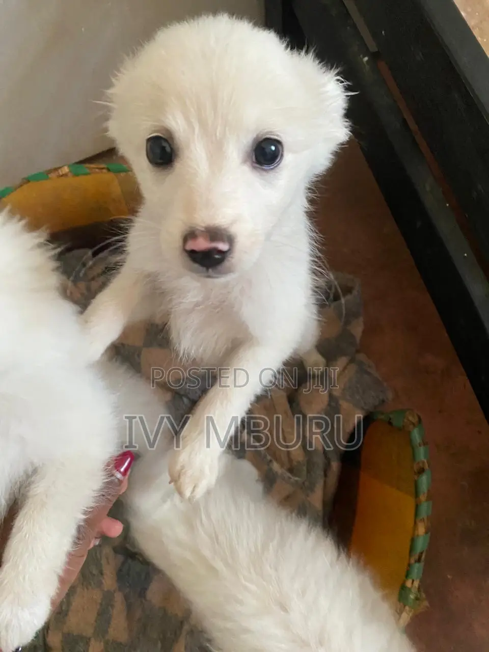 0-1 month Male Mixed Breed Japanese Spitz