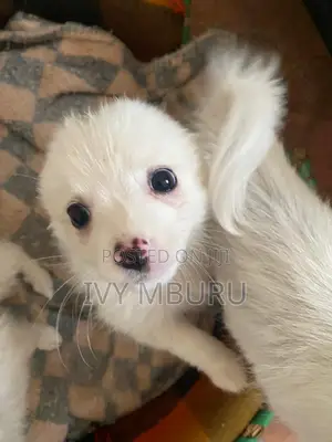 0-1 month Male Mixed Breed Japanese Spitz