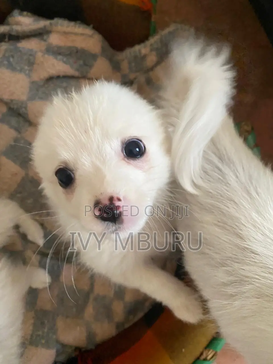 0-1 month Male Mixed Breed Japanese Spitz
