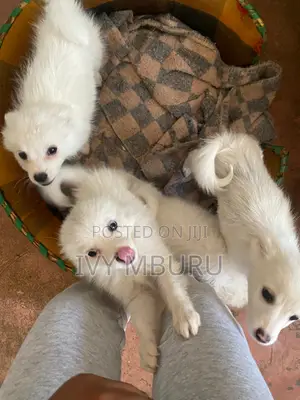 0-1 month Male Mixed Breed Japanese Spitz