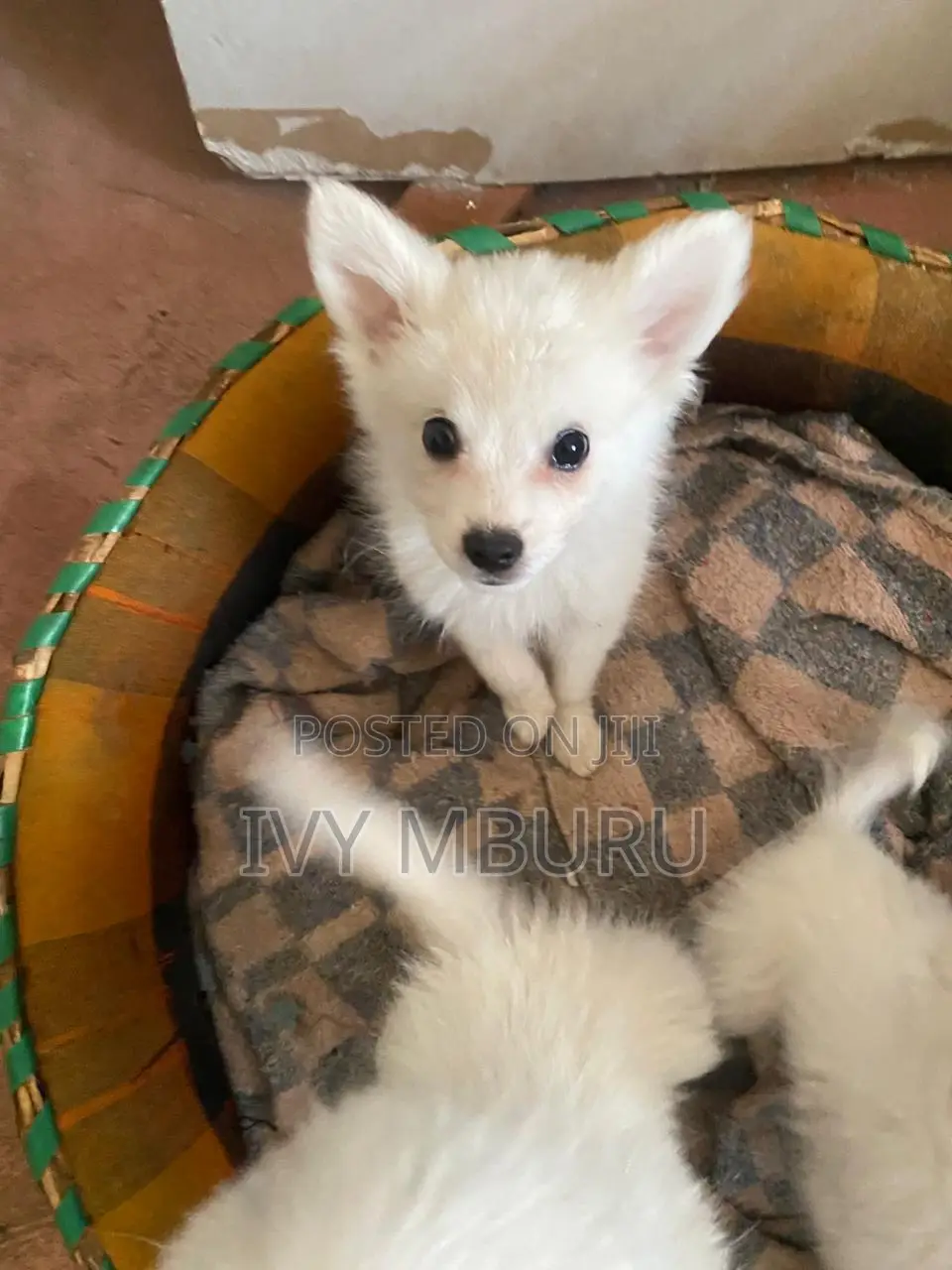 0-1 month Male Mixed Breed Japanese Spitz