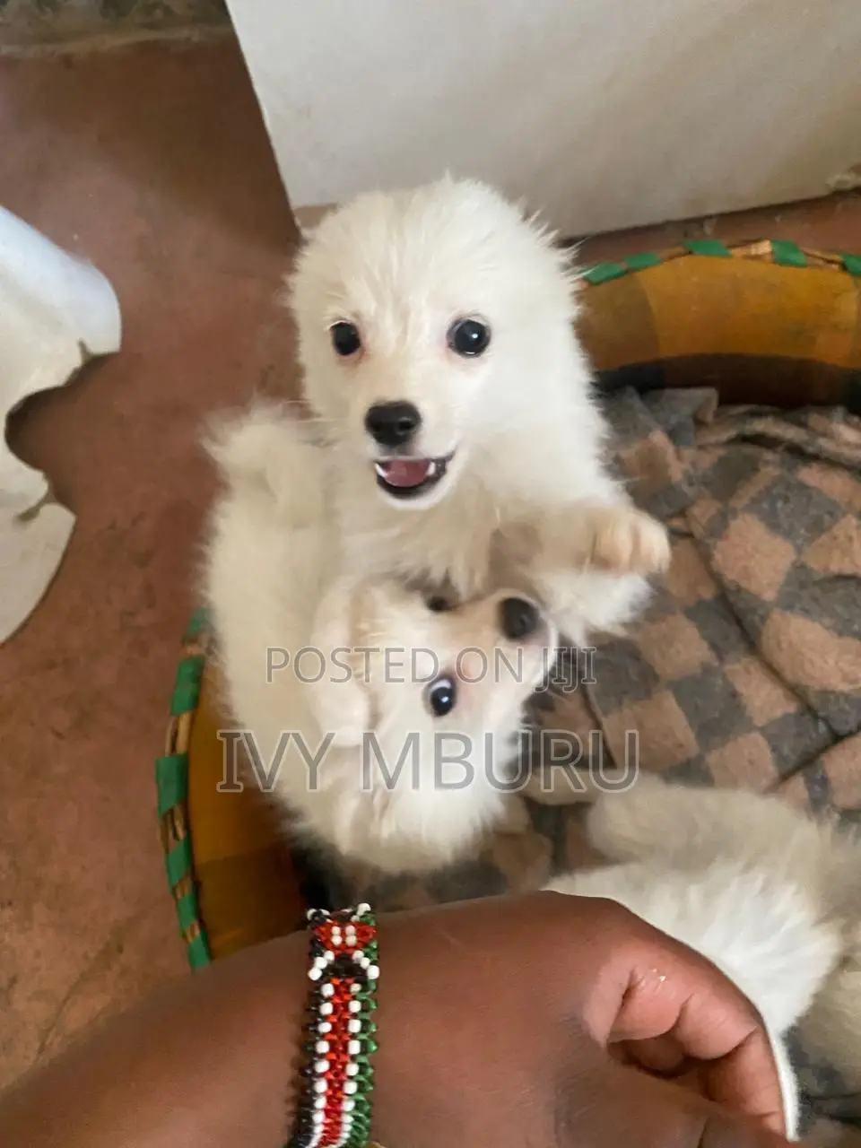 0-1 month Male Mixed Breed Japanese Spitz