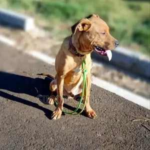 6-12 months Male Mixed Breed American Pit Bull Terrier