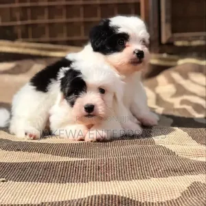 1-3 months Male Purebred Havanese
