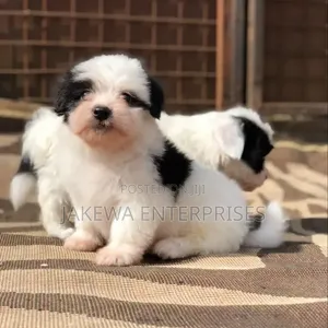 1-3 months Male Purebred Havanese