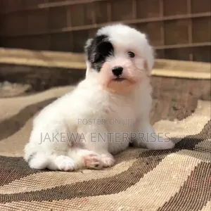 1-3 months Male Purebred Havanese