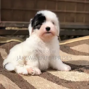 1-3 months Female Purebred Havanese