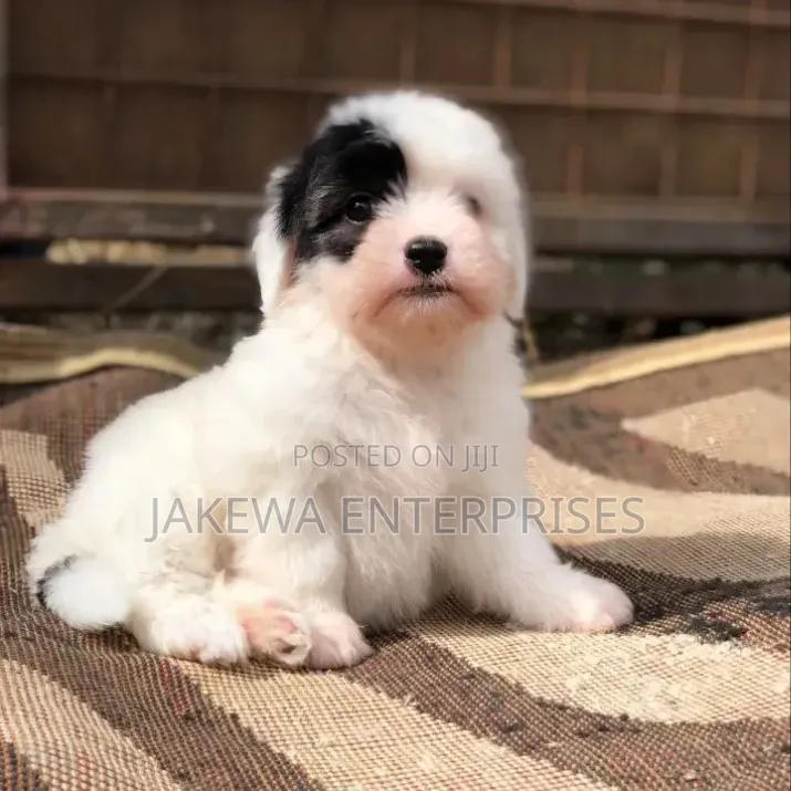1-3 months Female Purebred Havanese