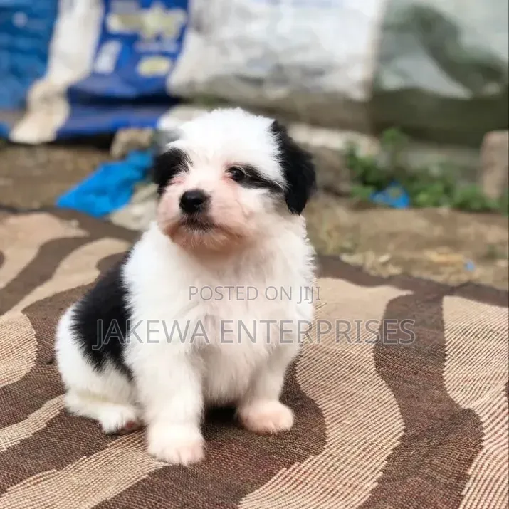 1-3 months Male Purebred Havanese