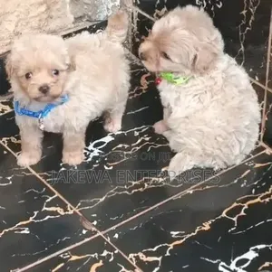 1-3 months Male Purebred Havanese