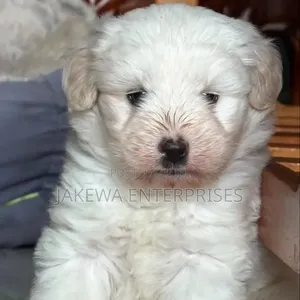 1-3 months Female Purebred Havanese