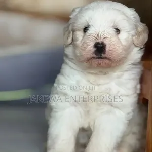 1-3 months Female Purebred Havanese