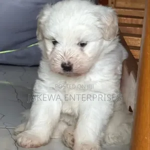 1-3 months Male Purebred Havanese