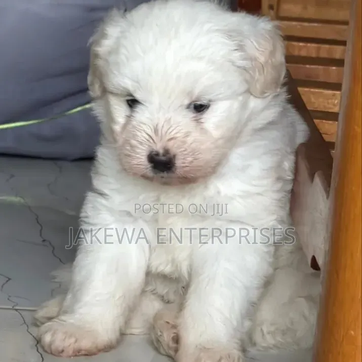 1-3 months Male Purebred Havanese