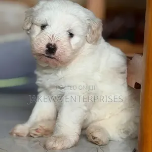 1-3 months Female Purebred Havanese