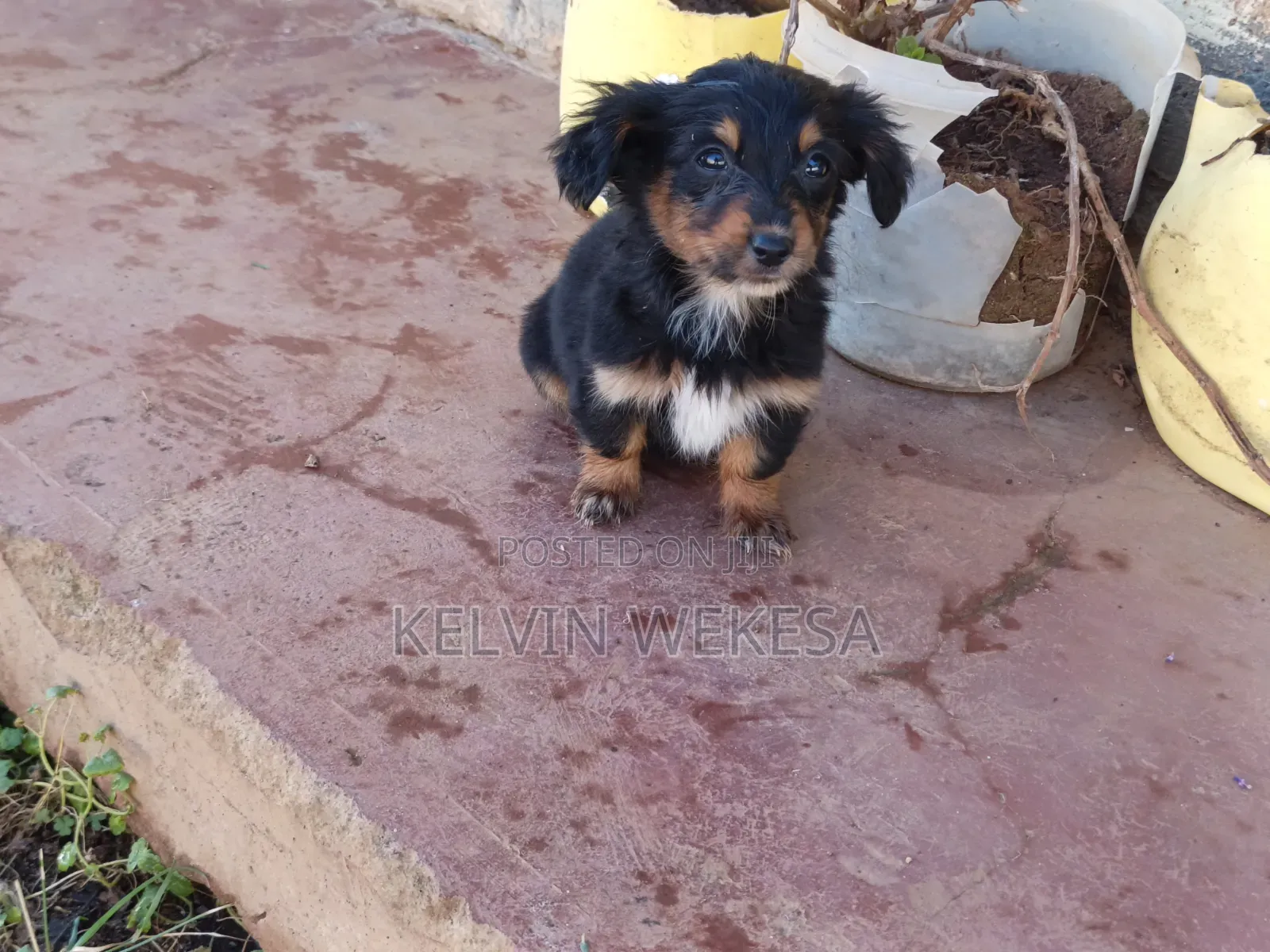 1-3 months Female Purebred Dachshund