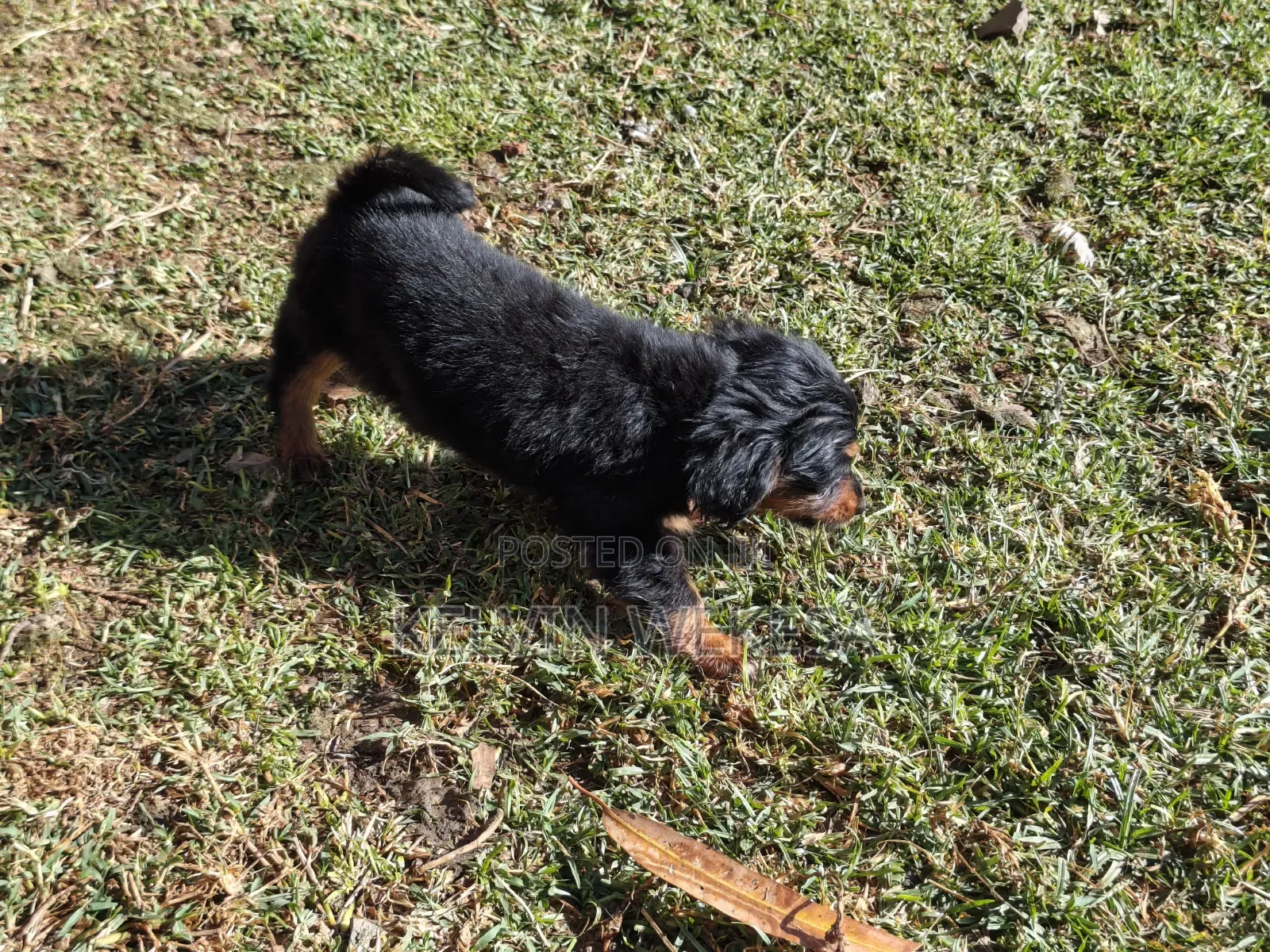 1-3 months Female Purebred Dachshund