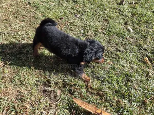 1-3 months Female Purebred Dachshund